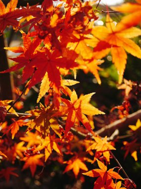 Kırmızı yapraklı bir ağaca yakın çekim