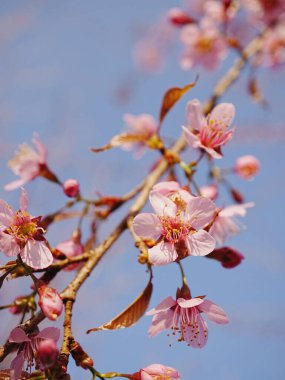 Pembe çiçekli yabani bir kiraz ağacının dalı
