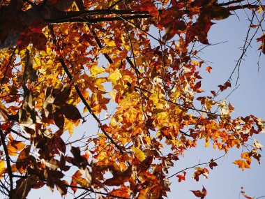 Bir sürü yaprağı olan bir akçaağaç