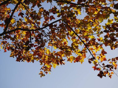 Sarı akçaağaç yapraklı