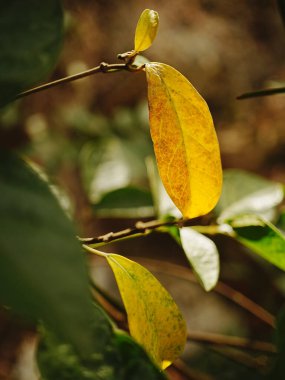 Sarı yapraklı bir yaprak.