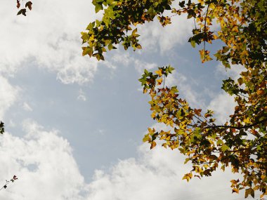 Bulutlu mavi gökyüzünde akçaağaç dalları