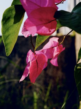 Pembe bir Bougainvillea Glabra çiçeği, arka planda bir bina bulunan bir dalda.