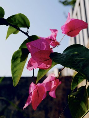 Pembe bir Bougainvillea Glabra çiçeği, arka planda bir bina bulunan bir dalda.