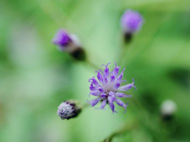 Bulanık bir arka planı olan küçük mor bir siyanthillium cinereum çiçeğinin yakın çekimi.