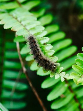 Yaprağın üzerinde bir Dasychira tırtılının yakın çekimi.