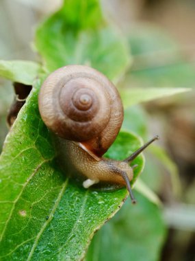 Bir salyangoz yaprağın üzerinde oturuyor.