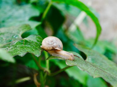 Bir salyangoz yaprağın üzerinde oturuyor.
