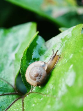 Bir salyangoz yaprağın üzerinde oturuyor.