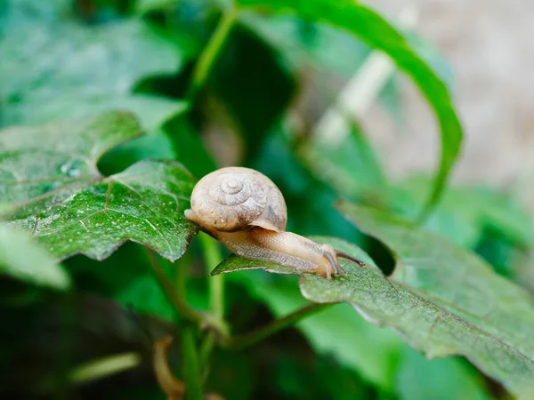 Bir salyangoz yaprağın üzerinde oturuyor.