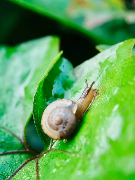 Bir salyangoz yaprağın üzerinde oturuyor.