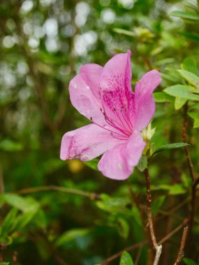 Bahçedeki güzel pembe Azalea çiçeği