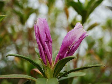 bahçede güzel açelya çiçek