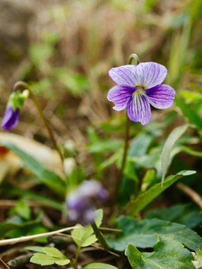Viola Mandshurica çiçeğinin yakın çekimi