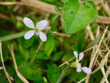 Çekici Mor Viola Diffusa çiçekleri tarlada