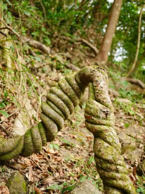 Ormanda dev bir sarmaşık