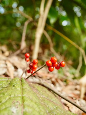 Ormandaki bir ağacın dalında kırmızı meyveler