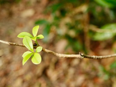 Ormandaki Ligustrum Quihoui şubesinin yakınında.