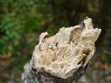 ormandaki Ağaç kesme