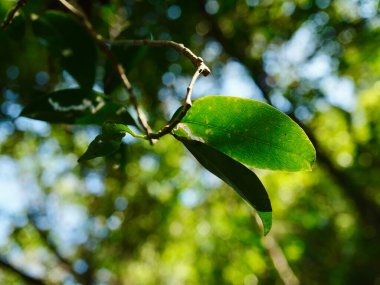 ormanda ağaç üzerinde yeşil yaprak