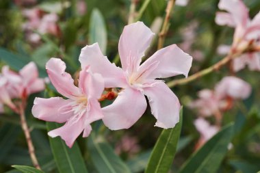 Bahçedeki güzel pembe Nerium Oleander çiçekleri