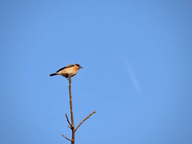 Kuş mavi gökyüzüne karşı bir ağaç dalında oturuyor.
