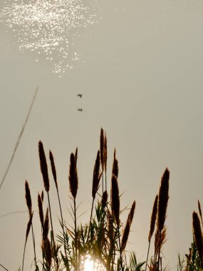 Uzun çimenler ışıldayan suya karşı siluetlendi