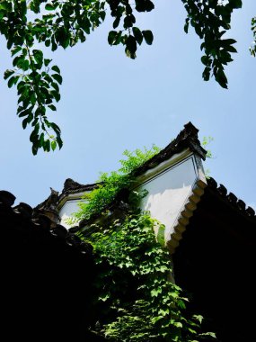 Mavi gökyüzünün altında geleneksel binalara tırmanan yeşil sarmaşıklar