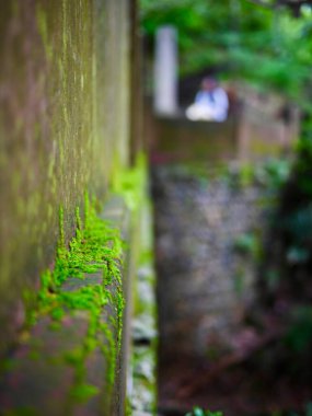 Taş duvar boyunca büyüyen yeşil yosun