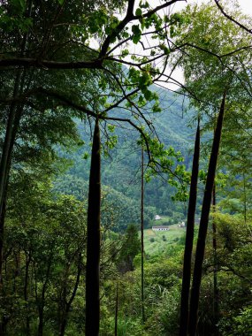 Uzun ağaçlar yemyeşil vadiye tepeden bakıyor