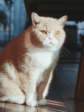 Parlak gün ışığında sessizce oturan kedi