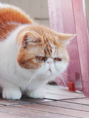 Yumuşak turuncu ve beyaz kedi sessizce oturuyor