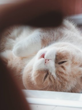 Kedi pencere eşiğinde huzur içinde uyuyor.