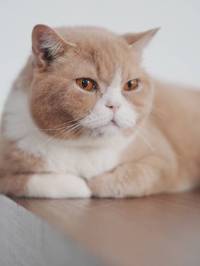 Tahta yüzeyde dinlenen tüylü kedi.