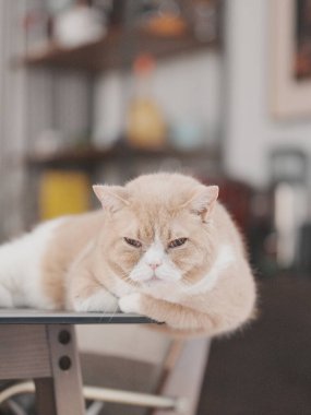 Kedi ahşap masada rahatça dinleniyor.