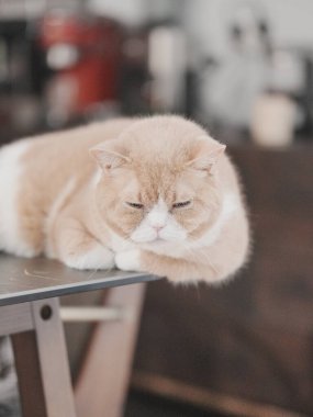 Kedi ahşap masada rahatça dinleniyor.