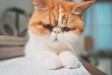 Kabarık turuncu ve beyaz kedi evde dinleniyor.