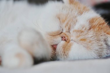 Battaniyeye kıvrılmış uyuyan kedi