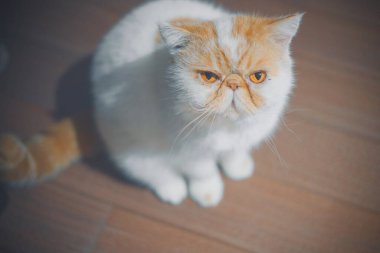 Ahşap zeminde oturan tüylü beyaz kedi