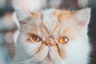 Yumuşak kedi doğrudan kameraya bakıyor.