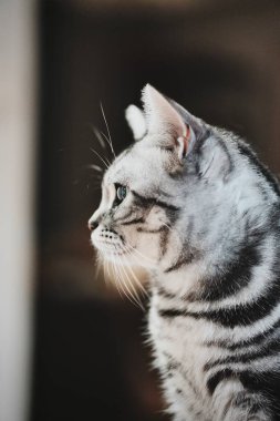 Gri çizgili kedi yan profili