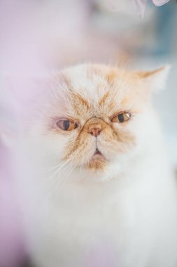 Kabarık beyaz kedi doğrudan kameraya bakıyor.