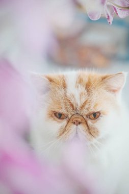 Pembe çiçeklerle çevrili tüylü beyaz kedi.
