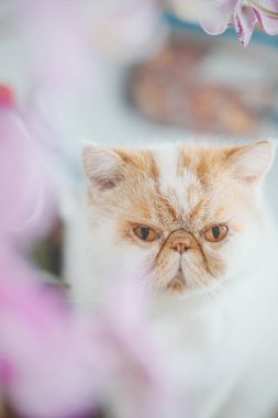 Pembe çiçeklerle çevrili tüylü kedi.