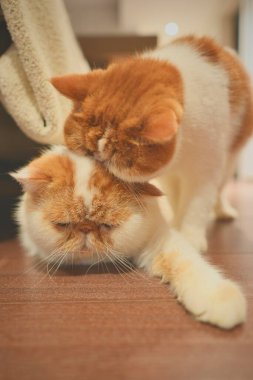 İki kedi ahşap zeminde etkileşime geçiyor.