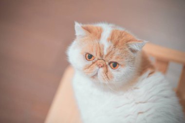 Yumuşak turuncu ve beyaz kedi sakince oturuyor