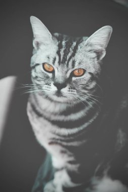 Gri çizgili, parlak gözlü kedi oturuyor.