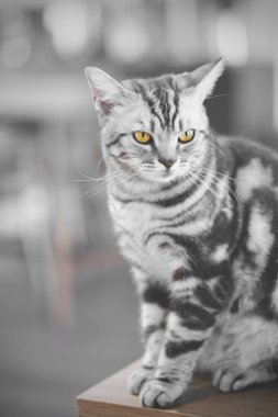 Gri kedi sakince masada oturuyor.