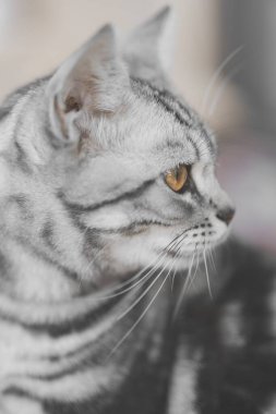 Turuncu gözlü, yana bakan gri kedi.