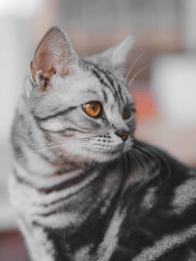 Gri çizgili kedi düşünceli bir şekilde başka tarafa bakıyor.